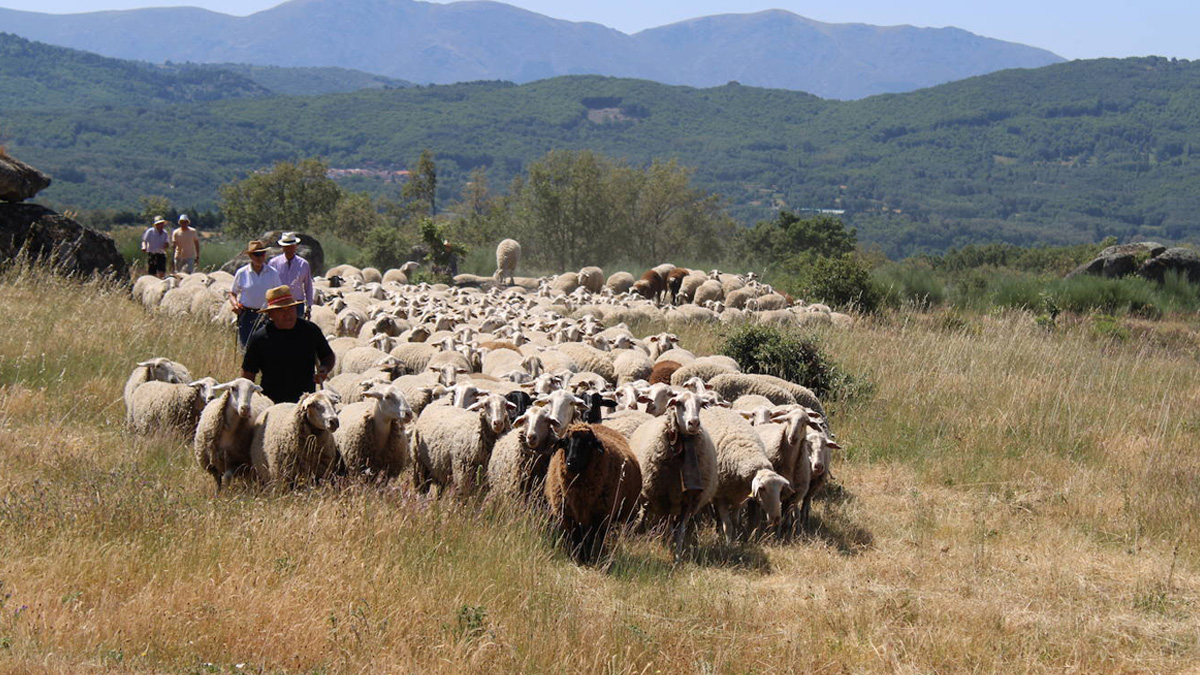 Aldeacipreste rememora la Transhumancia